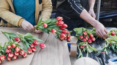 Битва за тюльпаны: драка между торговцами цветами во Владивостоке